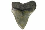 Partial Megalodon Tooth - South Carolina #149165-1